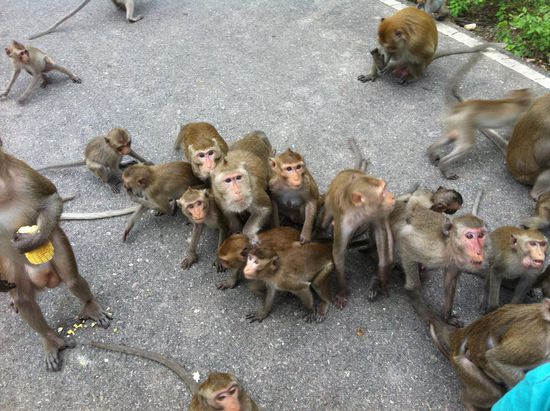 Hunger! Wer Mais will, bitte hinten anstellen!