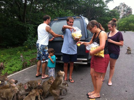 Auch wenn es nicht so aussieht, die Affen warten brav, bis man ihnen den Mais reicht.