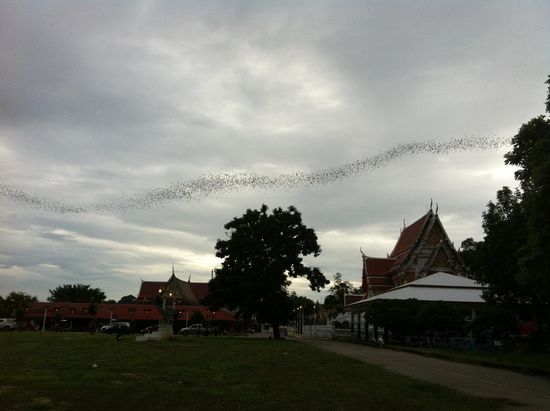 Ausflug der Fledermäuse in der Abenddämmerung.