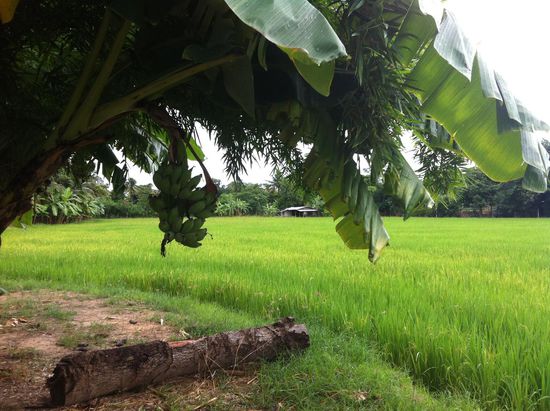 Eines der vielen Reisfelder am Rande der Radtour. Die Gegend um U Thong ermöglicht die Aussaat und Ernte das ganze Jahr hindurch. 
Das Gebiet durchzieht ein ausgeklügeltes System an Bewässerungsgräben.