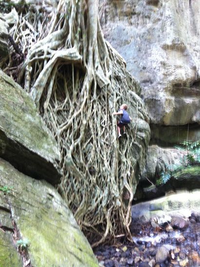 Eine kleine Extraklettereinlage von Maurits an den Wurzeln eines der Mammutbäume.