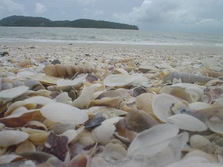 Auf einem ausgedehnten Strandspaziergang entdeckt...nach dem Regen, der hier gerade des oefteren kommt, sieht man solche bezaubernden Muschelfelder. Das ist was fuers Chrischi-Herz...beim Muschelschauen und -sammeln koennt ich Stunden verbringen. Am Ende leg ich sie meistens zurueck, da ich sie eh nicht mitnehmen kann