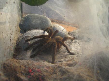 Hier waren wir in der Snake Sanctuary, eine Art Zoo fuer seltene Reptilien, sowie Spinnen, Echsen und Insekten. Einige der Tiere findet man auch im Dschungel auf Langkawi. Spannend!!