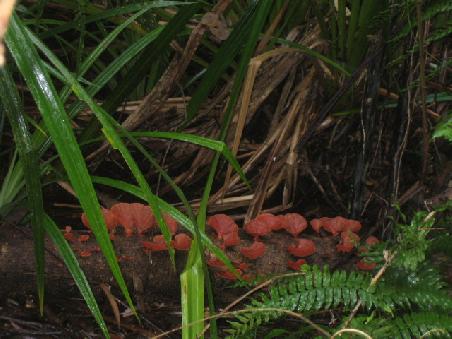 Bei unseren Bush-Walks konnten wir die ganze bezaubernde Vielfalt des Rainforests bestaunen. Man sieht dort echt ein so unglaubliches Wirrwarr von Gewaechsen aller Art...man kann sich gar nicht sattsehen.