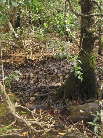 Mit Meeresnaehe und immerfeuchtem Boden geht der Regenwald in riessige Mangrovenwaelder ueber, die fuer Flora und Fauna eine wesentliche Rolle in der Nahrungs- und Versorgungskette des Regenwaldes und der Fluesse bilden. Mangroven gibt es in verschiedenen Arten. Typisch fuer sie sind die Wurzeln, die je nach Baumart entweder als Zylinder aus der Erde spriessen, um sich Sauerstoff zu holen (Foto oben)..