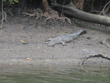 UND hier...unsere Freunde, die Krokodile. Hier liegt der Bursche noch friedlich und laesst uns beobachten..