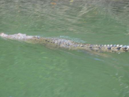 ...fuehlt sich aber bald gestoert, verschwindet ins Wasser und schiesst keine zwei Sekunden spaeter an uns vorbei... Kleiner Schreckmoment