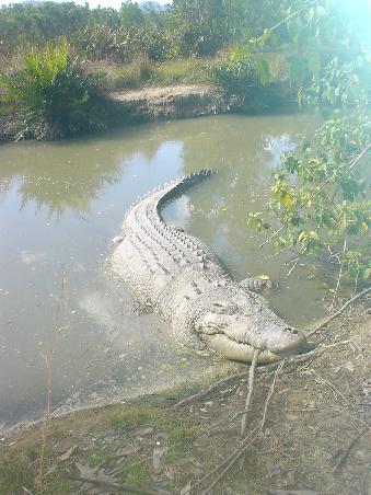 Das bisher groesste Krokodil, was ich je in Natura gesehen hab. Hat sogar mal fuer ne Sekunde ein Auge riskiert...