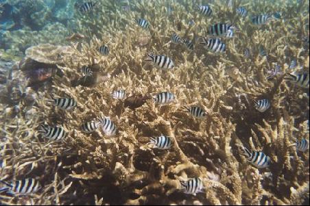 Korallen und Zebrafische