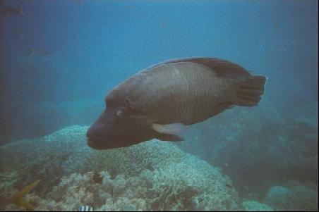 Und das ist der Elvis(fish)! Der ist tatsaechlich so gross wie er hier erscheint. Dieser hier war bestimmt seinen Meter lang..