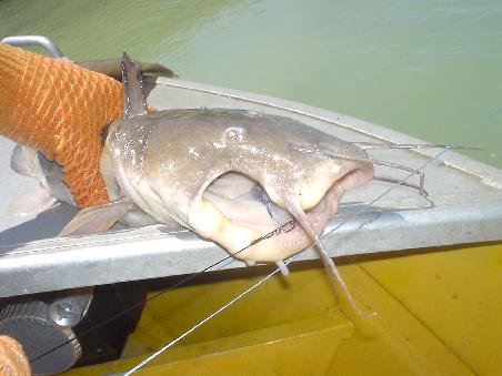 ..aber ausser Catfishis, wie dieses Exemplar hier, kam nix bei raus. Die dafuer alle paar Minuten. Leider schmecken die aber nicht so toll und durften daher wieder zurueck in die Fluten (wenn sie die Angel ueberlebt haben, ansonsten haben sich die Pelikane gefreut