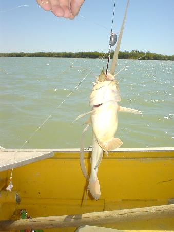 Ja, nochmal ein Catfish...den hab ich gefangen und wollt ihn auch behalten..auch wenn er nicht schmeckt...
hab mich aber letzten Endes belehren lassen