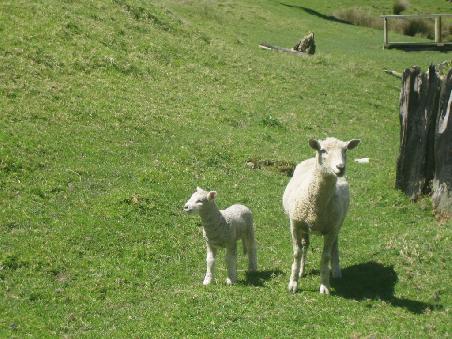 Uebrigens kommen in Neuseeland 11 Schafe pro Kopf Einwohner.
Das glaubt man auch ohne weiteres, denn was man sieht -weit und breit- auf den schier unzaehligen, in Watte gepackten gruenen Heugeln, sind Schafe, Schafe, Schafe...oft nur als weisse Punkte auszumachen, aber ganz sicher Schafe & Laemmchen.
Fast genauso oft sieht man aber auch Kuehe. Die und die Schafe muessen die gluecklichsten & gesundesten auf der Welt sein, haben sie doch sichtbar endlos frische Ressourcen hier.