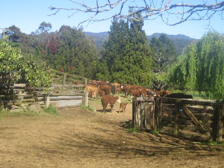 Auf der Rangihau Ranch bei Hahei herrscht noch Idylle pur.