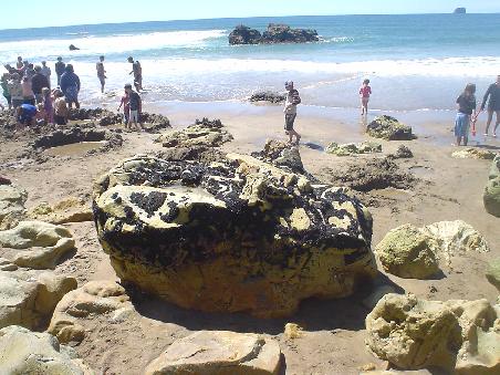 Hot Water Beach in Hahei. Hier tuemmeln sich Massen in selbstgegrabenen Sandloechern. Kaum zu glauben, in diesen Loechern ist das aufsteigende Wasser Badewannenwarm und man kann Stunden darin verbringen.... Und ab und an schwappt eine erfrischende kalte Welle aus dem Ozean heran und herein.