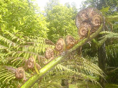 Nationales Icon von New Zealand, der SILVER FERN