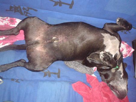 DIESEL, grauli grauli..du bist einfach der Beste...we miss U..alter Stinker