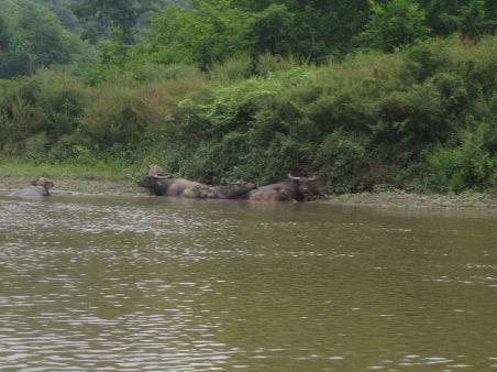 ...und Wasserbueffeln.