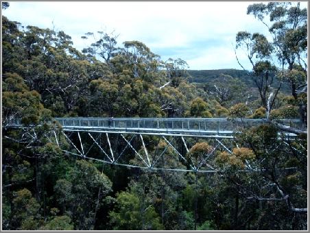 "Tree Top Walk"