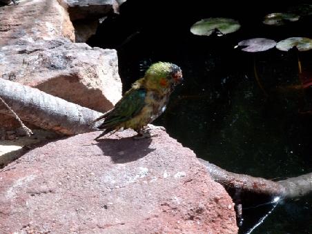 Papagei im Rainbow Jungle