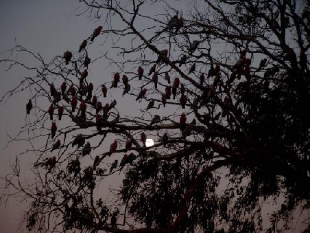 Mond und Kakadus über Kalbarri