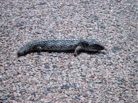 Tannenzapfenskink