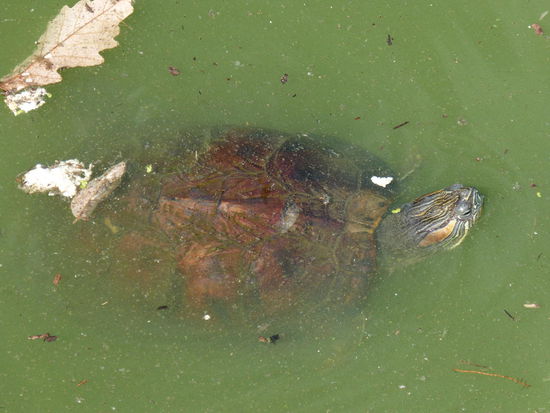 nach dem gefühlt hunderten Versuch...