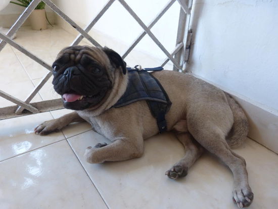 gefährlicher Wachhund "Nacho" im neuen Hostel