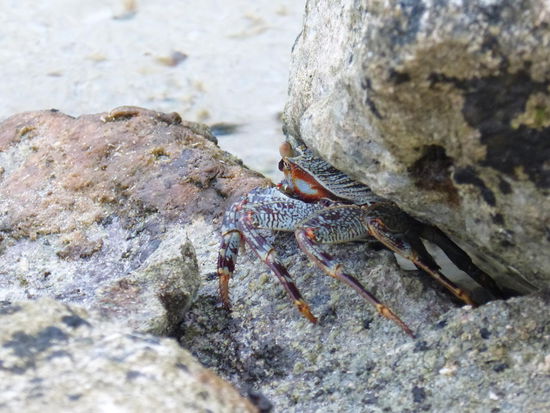 agressive Seespinne unterm Stein