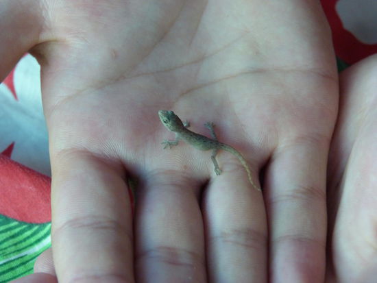 Babygekko! Wie süüüüß ;D