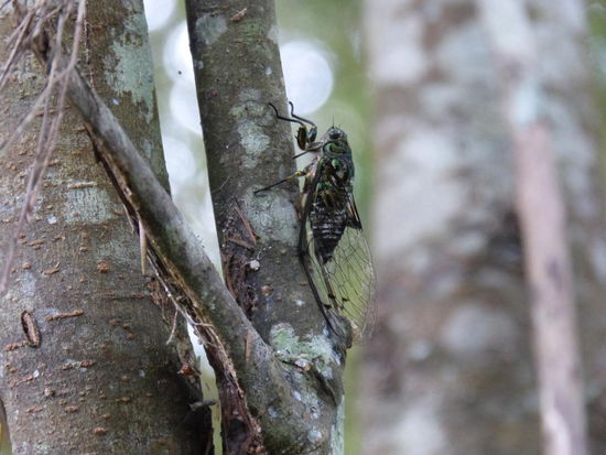 Wie laut diese Viecher sind, unfassbar!