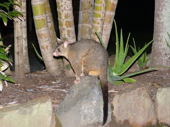 ein Possum, keine Scheu vorm Menschen und laufen hier auch überall rum, sobald es dunkel ist