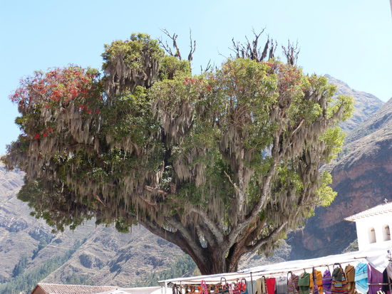 das einzig Schöne in Pisac Dorf