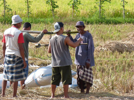 bei der Reisernte