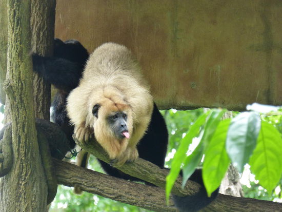schwarzer Brüllaffe und ja, das Weibchen ist nunmal braun