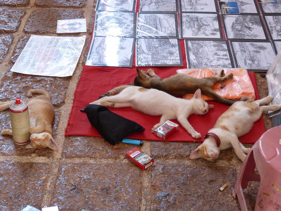 wie süß die schlafen(...hoffentlich schlafen sie nur)