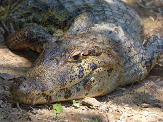 sieht schon irgendwie gefährlich aus...