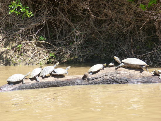 wie gesagt, ohne Ende Schildkröten