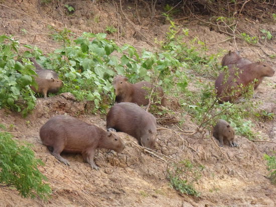 Capybara Familie