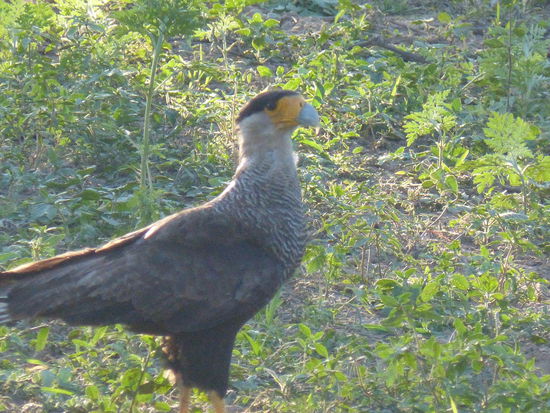 Greifvogel ausnahmsweise mal am Boden