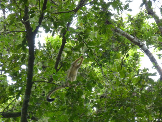 Äffchen im Blätterdach über unserem Camp auf Nahrungssuche