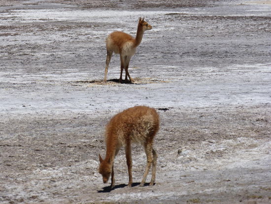 Vikunjas. Kussi und Bussi. Sehr süß.