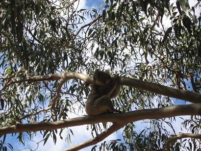 Koala in freier Natur. Papa, der Koalaerspaeher hat ihn (einen von Vielen) ersichtet. Koalas stehen auch auf meiner Lieblingstierliste!!