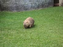 Wombat (im Steve Irwin Zoo). ....steht auch auf meiner Lieblingstierliste!!