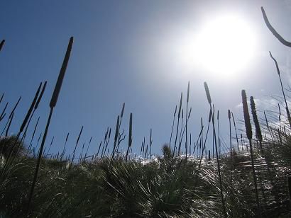 Grasbaeume auf South Molle Is.