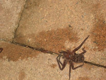Spinne von meinem Arm (jetzt Matschspinne)
