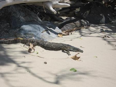 am Strand Cape Trib!!!