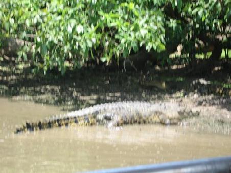 kleines Croc
