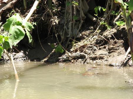 ein Babykrokodil, was wir unterwegs entdeckten