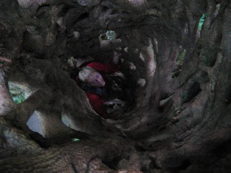 im Inneren eines Baumes